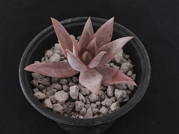 E. kristenii - Imagen 2