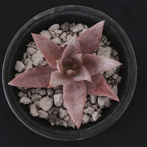 E. kristenii