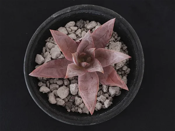 E. kristenii