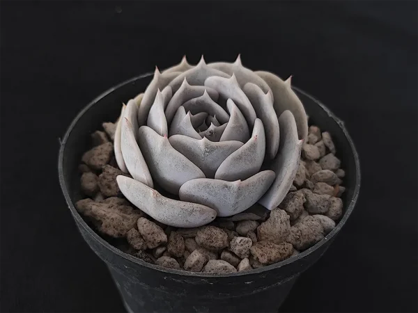 E. lilacina - Imagen 2