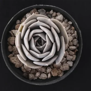 E. lilacina