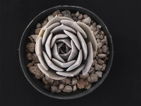 E. lilacina