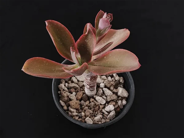 E. aff longiflora - Imagen 2