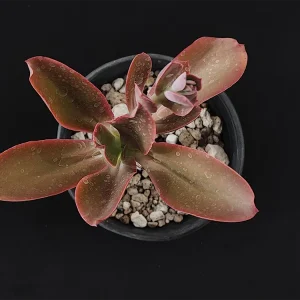 E. aff longiflora
