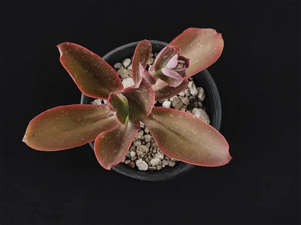 E. aff longiflora