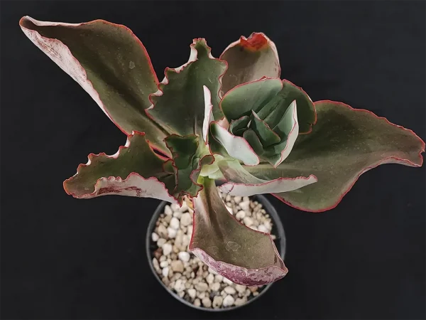 E. longiflora - Imagen 2