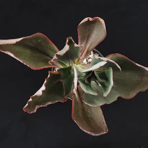 E. longiflora