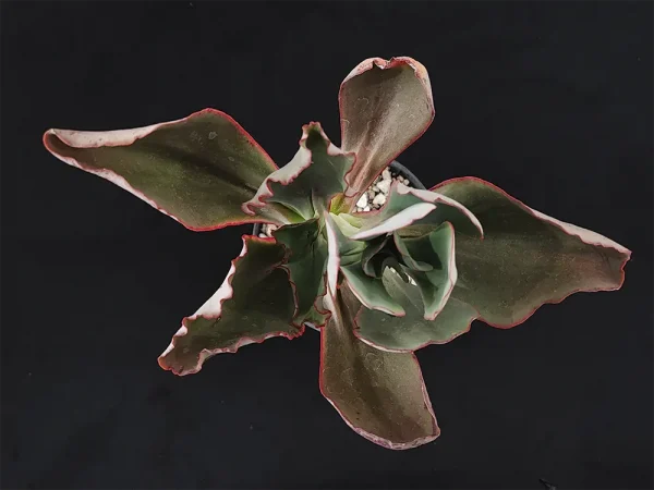 E. longiflora