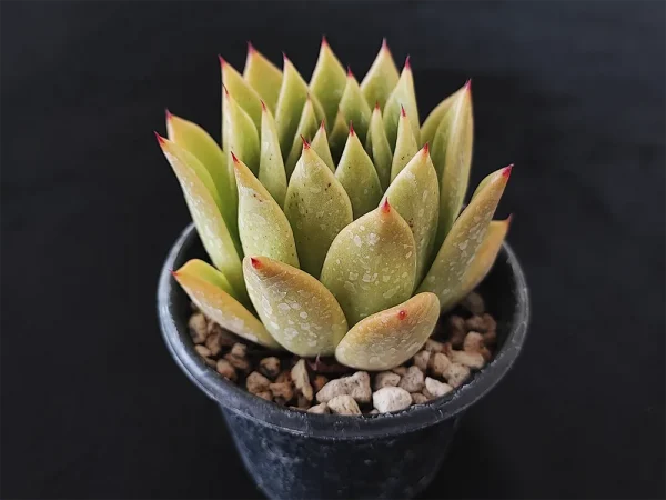 E. agavoides - Imagen 2