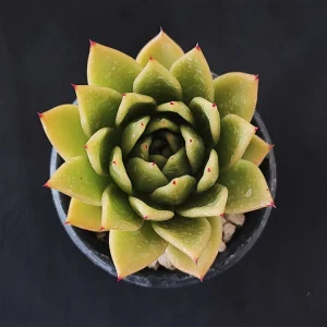 E. agavoides