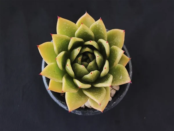 E. agavoides