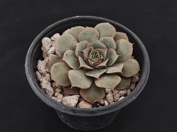 E. longissima var longissima - Imagen 2