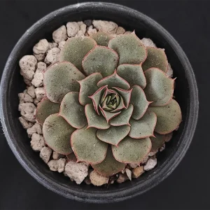 E. longissima var longissima