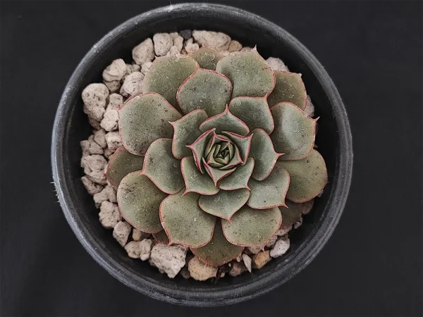 E. longissima var longissima