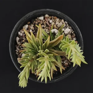 E. lutea