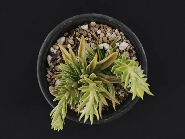 E. lutea