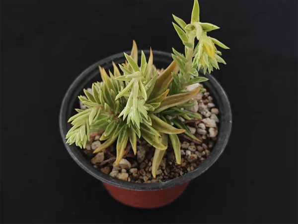 E. lutea - Imagen 2