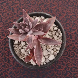 E. lurida