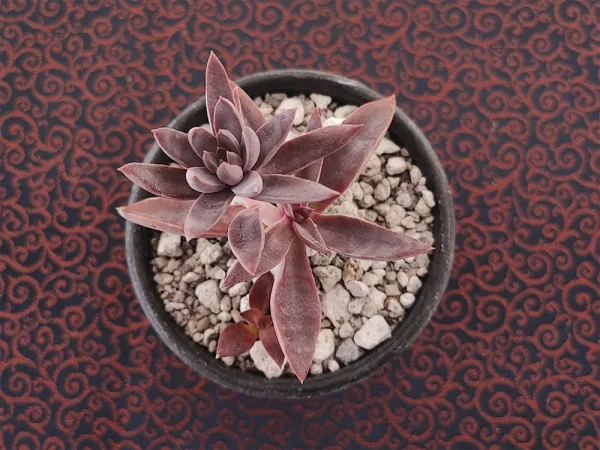 E. lurida