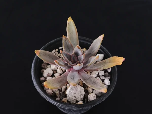 E. lyonsii - Imagen 2