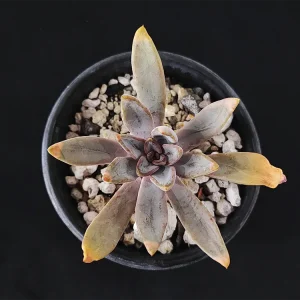 E. lyonsii