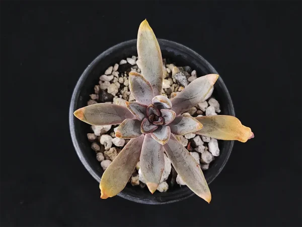 E. lyonsii