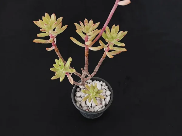 E.  macdougallii - Imagen 3