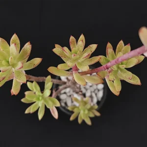 E.  macdougallii