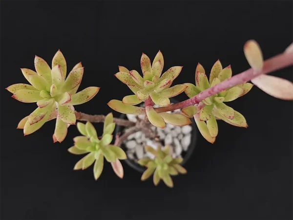 E.  macdougallii