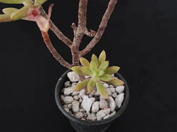 E.  macdougallii - Imagen 2