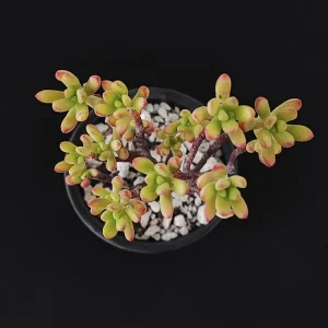 E.  macdougallii var sedioides