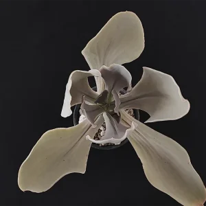 E. magnifica