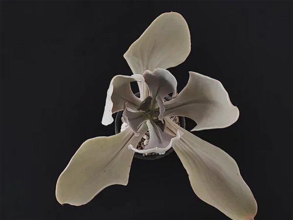 E. magnifica