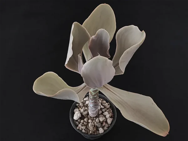 E. magnifica - Imagen 2