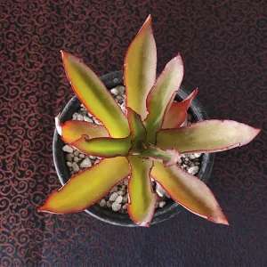 E. marianae