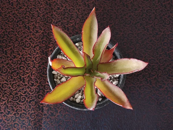 E. marianae