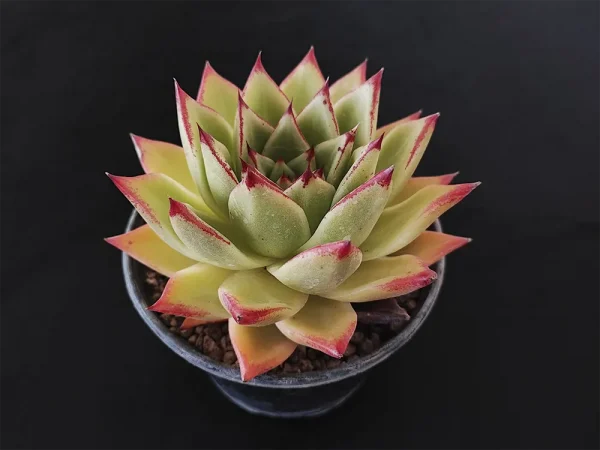 E. agavoides selecto - Imagen 2