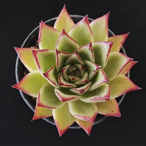 E. agavoides selecto