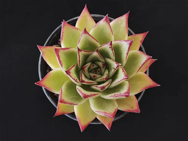 E. agavoides selecto