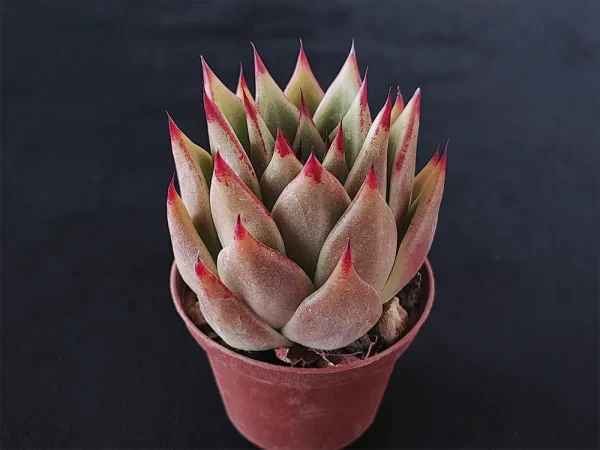 E. agavoides selecto - Imagen 4