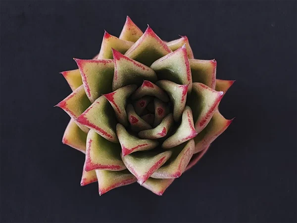E. agavoides selecto - Imagen 5