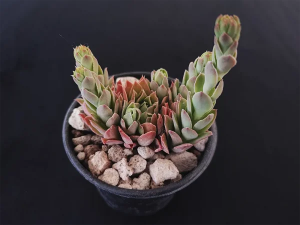 E. megacalyx - Imagen 2