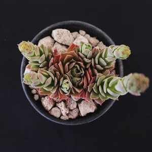 E. megacalyx
