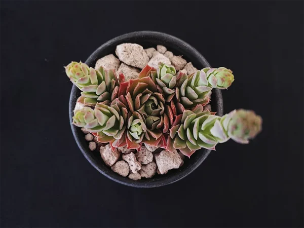 E. megacalyx