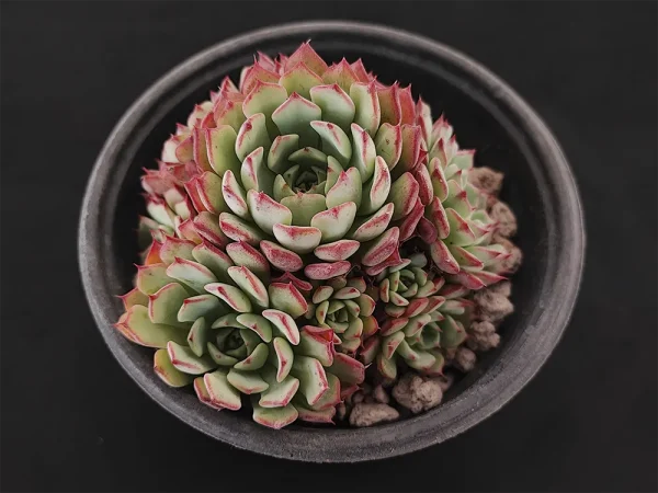 E. aff minima - Imagen 2