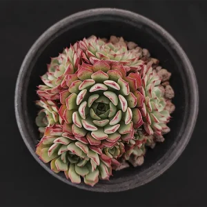 E. aff minima