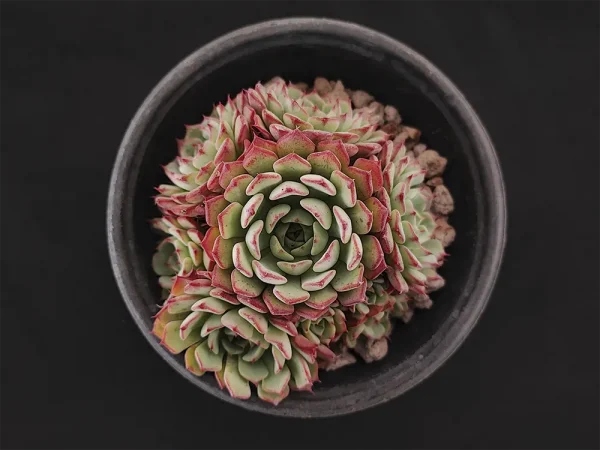 E. aff minima