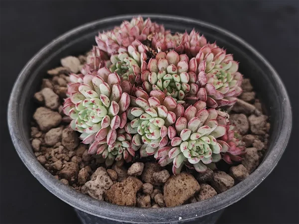 E. minima - Imagen 2