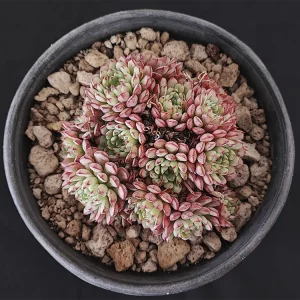 E. minima