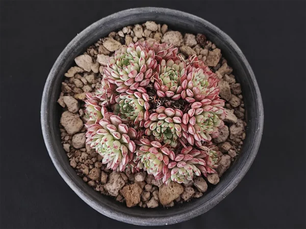 E. minima
